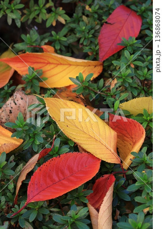 落ち葉　紅葉した桜の葉　タテ位置 136868074