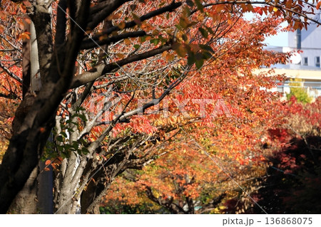 紅葉した桜並木 紅葉した桜並木 136868075