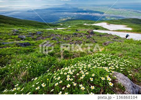 鳥海山・心字雪付近のチングルマ群落と庄内平野・月山・日本海の眺め 136868104
