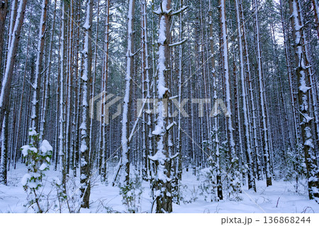 Aerial View of Snow Covered Pine Forest Near Berezivka, Belarus Aerial View of Snow Covered Pine Forest Near Berezivka, Belarus 136868244