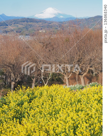 神奈川県　吾妻山の菜の花畑から望む富士山　1月 136868340