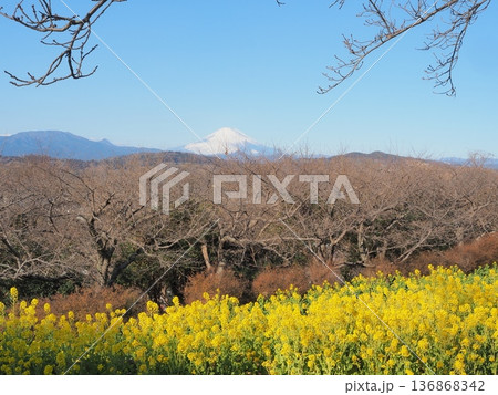神奈川県 吾妻山から望む菜の花畑越しの富士山 1月 神奈川県 吾妻山から望む菜の花畑越しの富士山 1月 136868342