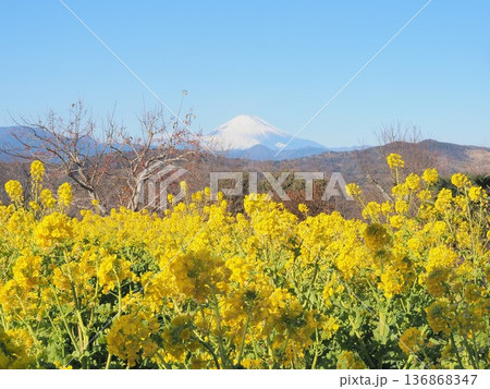 神奈川県　早春の青空に恵まれた菜の花畑と富士山　1月 136868347