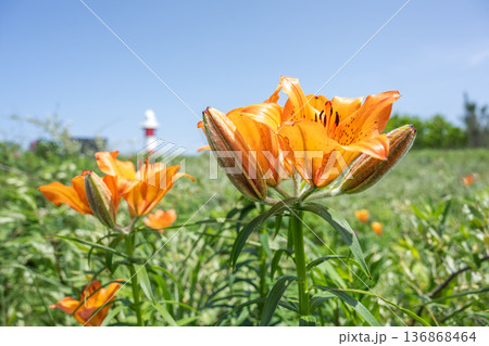 エゾスカシユリと石狩灯台　はまなすの丘公園　石狩市 136868464