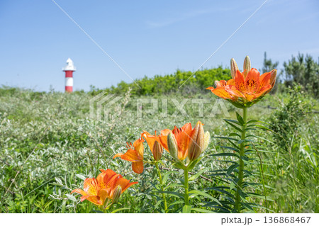 エゾスカシユリと石狩灯台　はまなすの丘公園　石狩市 136868467
