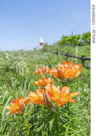 エゾスカシユリと石狩灯台　はまなすの丘公園　石狩市 136868468