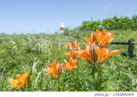 エゾスカシユリと石狩灯台　はまなすの丘公園　石狩市 136868469