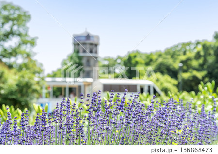ラベンダー　百合が原公園　札幌市 136868473