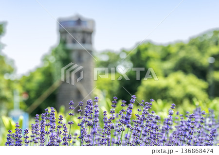 ラベンダー 百合が原公園 札幌市 ラベンダー 百合が原公園 札幌市 136868474