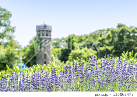 ラベンダー 百合が原公園 札幌市 ラベンダー 百合が原公園 札幌市 136868475