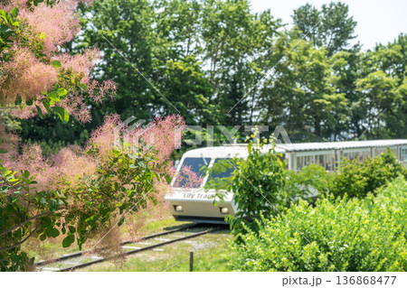 スモークツリー 百合が原公園 札幌市 スモークツリー 百合が原公園 札幌市 136868477
