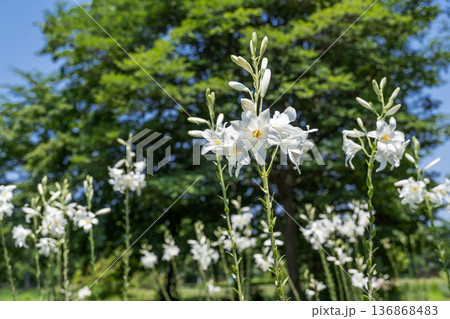 マドンナリリー　百合が原公園　札幌市 136868483