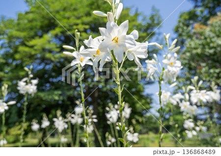 マドンナリリー 百合が原公園 札幌市 マドンナリリー 百合が原公園 札幌市 136868489