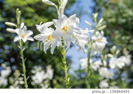 マドンナリリー 百合が原公園 札幌市 マドンナリリー 百合が原公園 札幌市 136868491