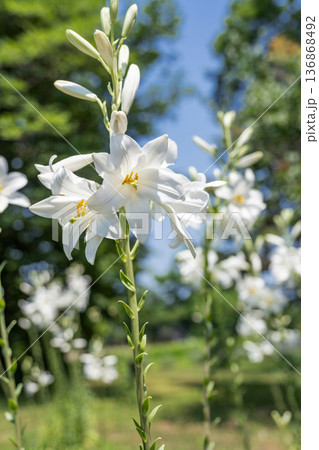 マドンナリリー　百合が原公園　札幌市 136868492