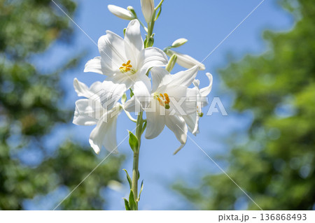 マドンナリリー　百合が原公園　札幌市 136868493