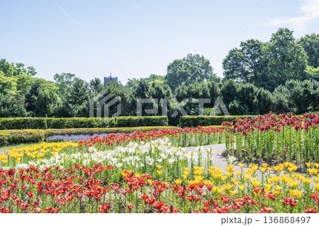 世界の百合広場　百合が原公園　札幌市 136868497