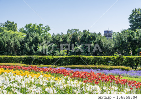 世界の百合広場 百合が原公園 札幌市 世界の百合広場 百合が原公園 札幌市 136868504