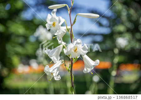 マドンナリリー　百合が原公園　札幌市 136868517