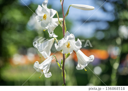 マドンナリリー 百合が原公園 札幌市 マドンナリリー 百合が原公園 札幌市 136868518