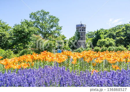 ユリとラベンダー 百合が原公園 札幌市 ユリとラベンダー 百合が原公園 札幌市 136868527