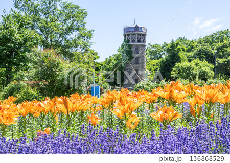 ユリとラベンダー 百合が原公園 札幌市 ユリとラベンダー 百合が原公園 札幌市 136868529
