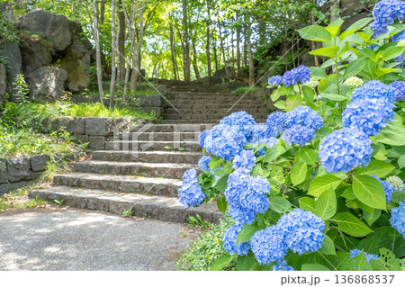 アジサイ 滝野すずらん丘陵公園 札幌市 アジサイ 滝野すずらん丘陵公園 札幌市 136868537