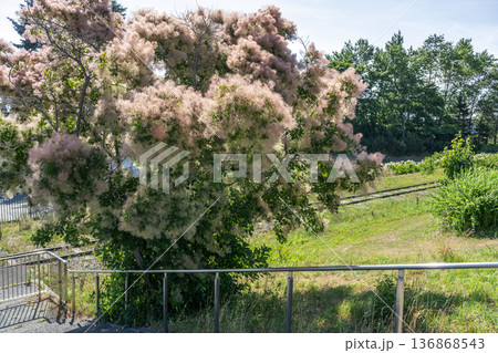 スモークツリー 百合が原公園 札幌市 スモークツリー 百合が原公園 札幌市 136868543