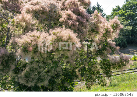 スモークツリー 百合が原公園 札幌市 スモークツリー 百合が原公園 札幌市 136868548