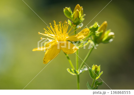 セイヨウオトギリ　札幌市 136868555