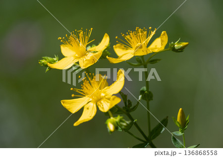 セイヨウオトギリ　札幌市 136868558