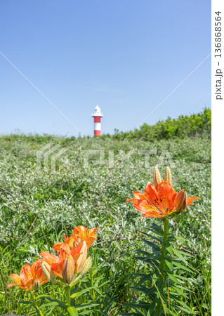 エゾスカシユリと石狩灯台　はまなすの丘公園　石狩市 136868564