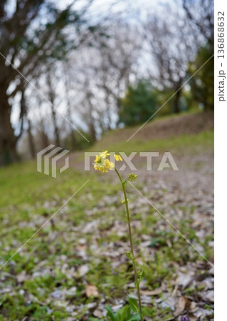 一輪の菜の花 一輪の菜の花 136868632