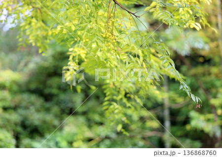 小粒　色づくセンダンの実 136868760