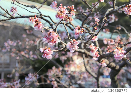 福岡県宗像市の鎮国寺の熱海桜 136868773