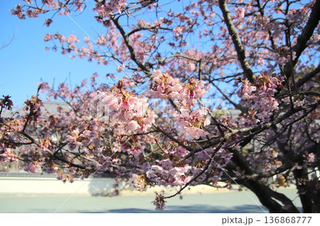 福岡県宗像市の鎮国寺の熱海桜 福岡県宗像市の鎮国寺の熱海桜 136868777