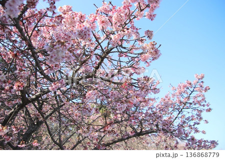 福岡県宗像市の鎮国寺の熱海桜 福岡県宗像市の鎮国寺の熱海桜 136868779