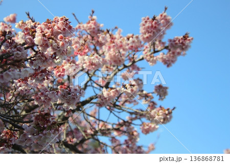 福岡県宗像市の鎮国寺の熱海桜 136868781