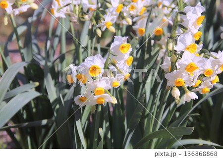 福岡県宗像市の鎮国寺の満開のスイセンの花 福岡県宗像市の鎮国寺の満開のスイセンの花 136868868