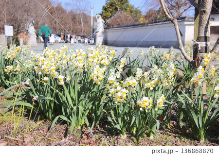 福岡県宗像市の鎮国寺の満開のスイセンの花 136868870
