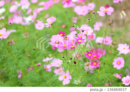 秋の公園 コスモスの花 秋の公園 コスモスの花 136869037