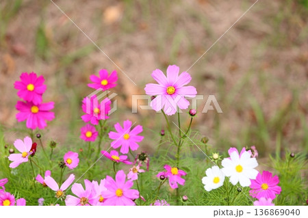 秋の公園　コスモスの花 136869040