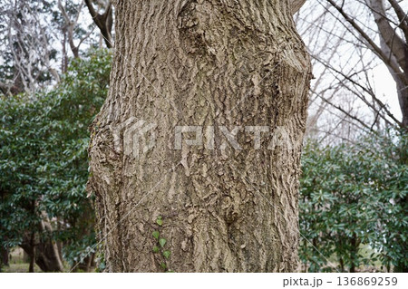 大きな木の幹 大きな木の幹 136869259