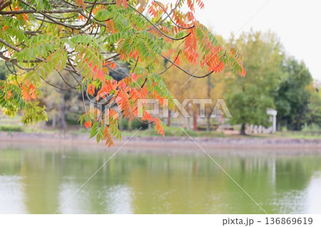 秋の公園 色づくウルシの枝葉 秋の公園 色づくウルシの枝葉 136869619