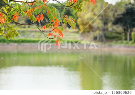 秋の公園 色づくウルシの枝葉 秋の公園 色づくウルシの枝葉 136869620