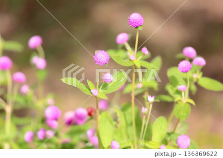 可愛い　センニチコウの花 136869622