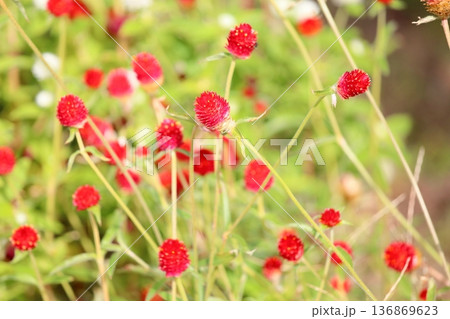 鮮やか　センニチコウの花 136869623