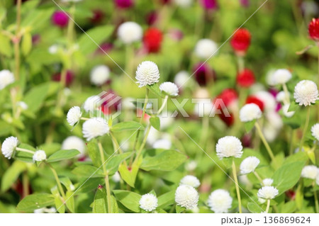 爽やか　センニチコウの花 136869624