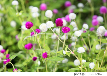 爽やか センニチコウの花 爽やか センニチコウの花 136869626