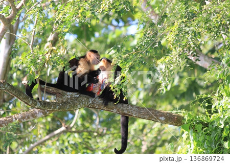 パナマシティ旧市街と近代高層ビル群が共存する中米の大都市景観 136869724